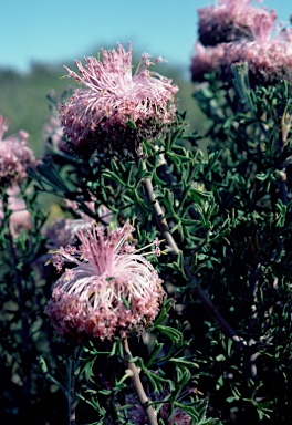 APII jpeg image of Isopogon dubius  © contact APII