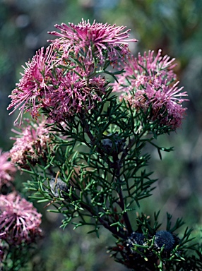 APII jpeg image of Isopogon formosus  © contact APII