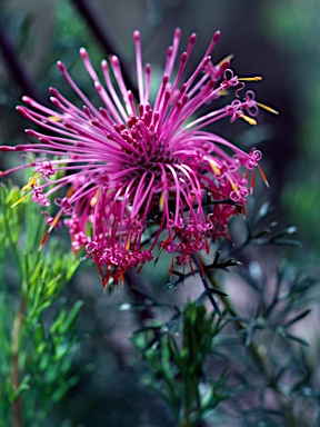 APII jpeg image of Isopogon formosus  © contact APII