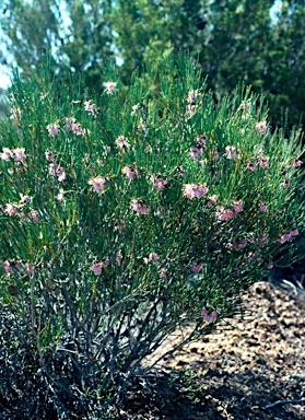 APII jpeg image of Isopogon teretifolius subsp. petrophiloides  © contact APII