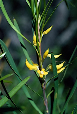 APII jpeg image of Persoonia stricta  © contact APII