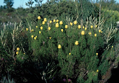 APII jpeg image of Petrophile drummondii  © contact APII