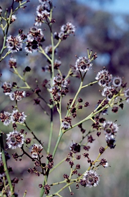 APII jpeg image of Stirlingia latifolia  © contact APII