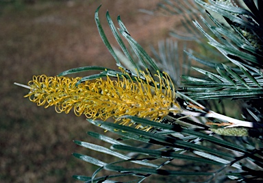 APII jpeg image of Grevillea 'Sandra Gordon'  © contact APII