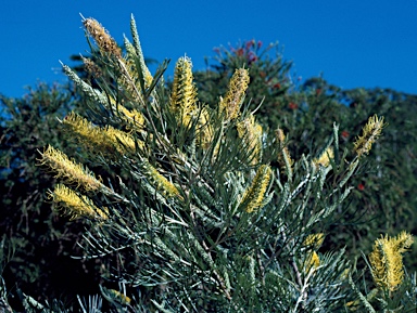 APII jpeg image of Grevillea 'Sandra Gordon'  © contact APII