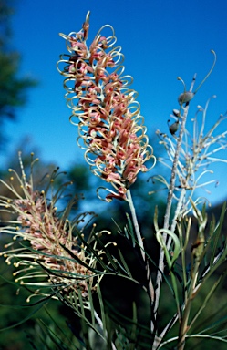 APII jpeg image of Grevillea 'Pink Surprise'  © contact APII