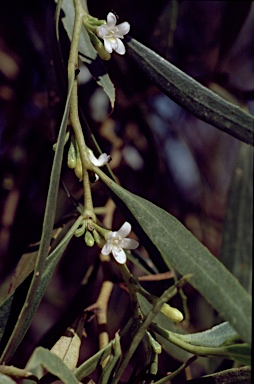 APII jpeg image of Myoporum platycarpum  © contact APII