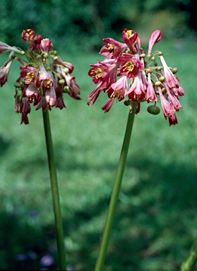 APII jpeg image of Calostemma purpureum  © contact APII