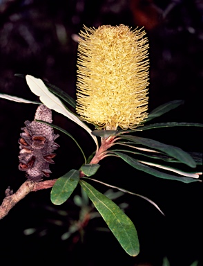 APII jpeg image of Banksia integrifolia subsp. compar  © contact APII