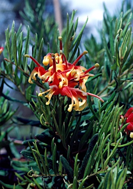 APII jpeg image of Grevillea 'Bonnie Prince Charlie'  © contact APII