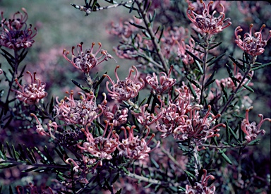 APII jpeg image of Grevillea 'Evelyn's Coronet'  © contact APII