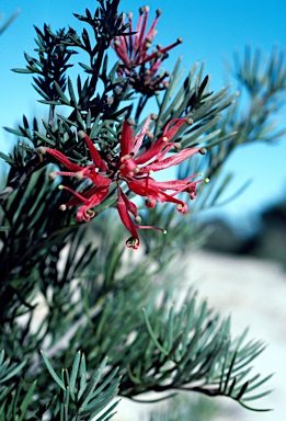 APII jpeg image of Grevillea huegelii  © contact APII