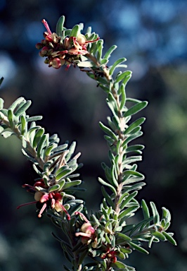 APII jpeg image of Grevillea lanigera  © contact APII