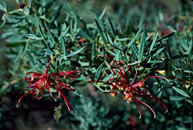 APII jpeg image of Grevillea ripicola  © contact APII