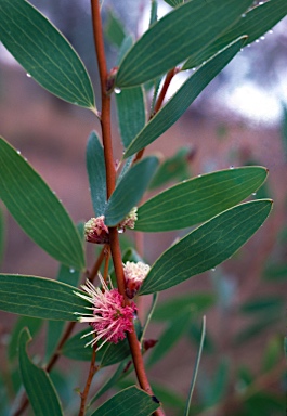 APII jpeg image of Hakea obtusa  © contact APII