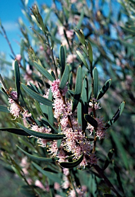 APII jpeg image of Hakea erecta  © contact APII