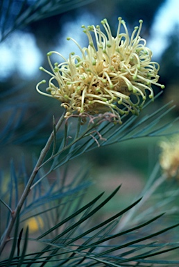 APII jpeg image of Grevillea hodgei  © contact APII