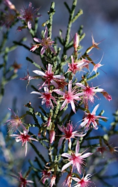 APII jpeg image of Calytrix exstipulata  © contact APII