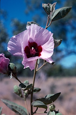 APII jpeg image of Gossypium australe  © contact APII