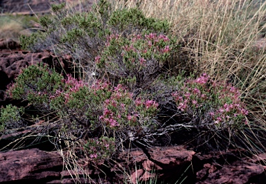 APII jpeg image of Calytrix exstipulata  © contact APII