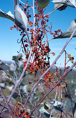 APII jpeg image of Grevillea wickhamii  © contact APII