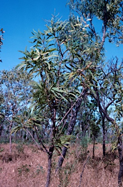 APII jpeg image of Grevillea mimosoides  © contact APII