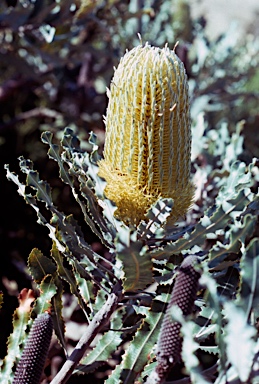 APII jpeg image of Banksia menziesii  © contact APII