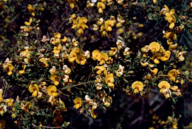 APII jpeg image of Pultenaea villosa  © contact APII