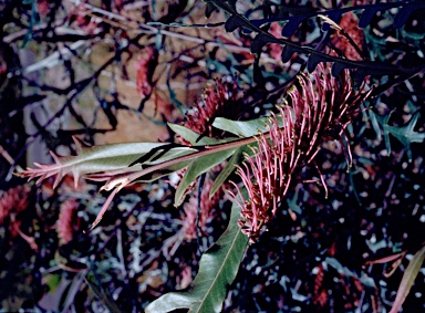 APII jpeg image of Grevillea 'Taminga'  © contact APII