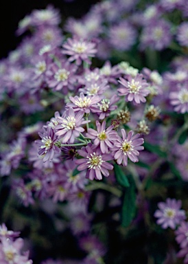 APII jpeg image of Olearia phlogopappa  © contact APII