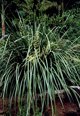 APII jpeg image of Lomandra hystrix  © contact APII