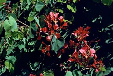 APII jpeg image of Bauhinia galpinii  © contact APII