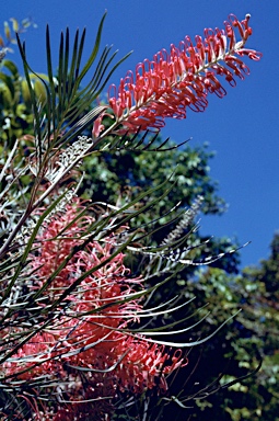 APII jpeg image of Grevillea 'Sylvia'  © contact APII