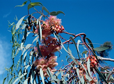 APII jpeg image of Eucalyptus torquata  © contact APII