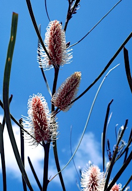 APII jpeg image of Hakea francisiana  © contact APII