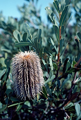 APII jpeg image of Banksia oreophila  © contact APII