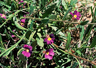 APII jpeg image of Scaevola phlebopetala  © contact APII