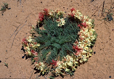 APII jpeg image of Lechenaultia macrantha  © contact APII