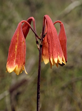 APII jpeg image of Blandfordia grandiflora  © contact APII