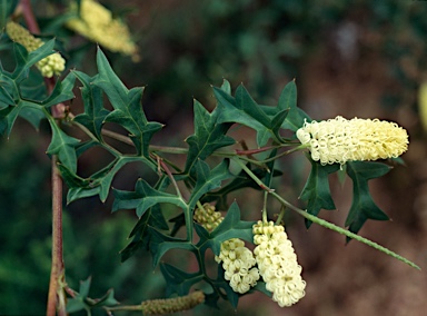 APII jpeg image of Grevillea flexuosa  © contact APII