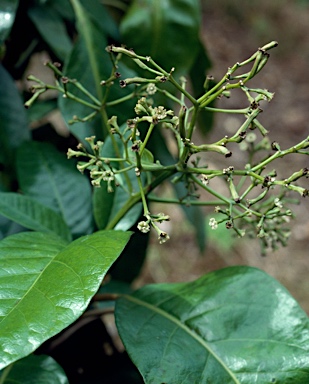 APII jpeg image of Pisonia umbellifera  © contact APII