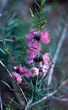 APII jpeg image of Melaleuca radula  © contact APII