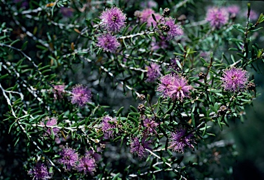 APII jpeg image of Melaleuca pentagona  © contact APII