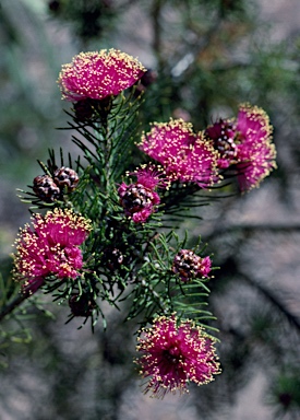 APII jpeg image of Melaleuca trichophylla  © contact APII