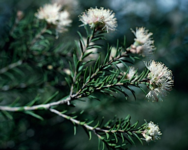 APII jpeg image of Melaleuca pauperiflora  © contact APII