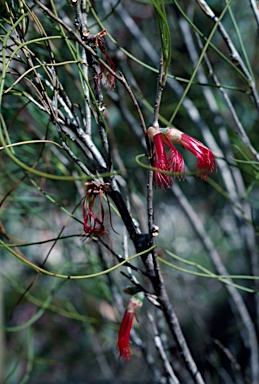 APII jpeg image of Calothamnus aridus  © contact APII