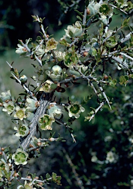 APII jpeg image of Leptospermum spinescens  © contact APII