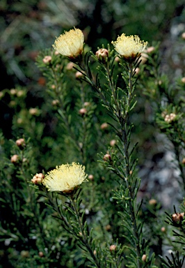 APII jpeg image of Melaleuca trichophylla  © contact APII