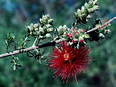 APII jpeg image of Kunzea baxteri  © contact APII