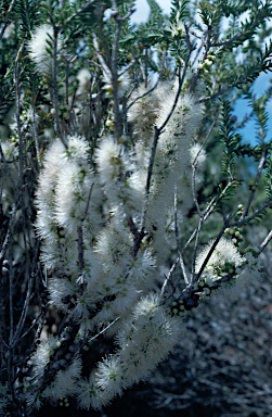 APII jpeg image of Melaleuca brevifolia  © contact APII